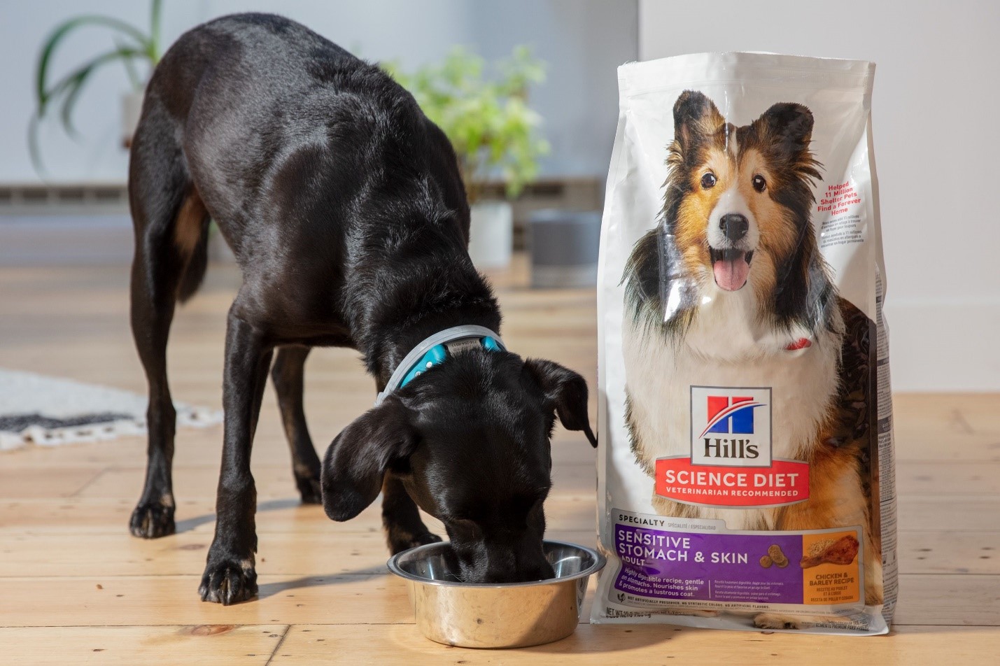 7 Best Puppy Dog Food for Sensitive Stomachs UK PETstock