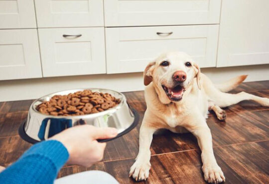 Top 10 Healthiest Dog Foods For Your Dog